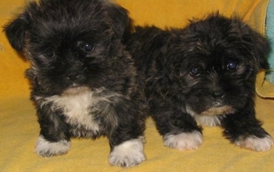 Two small thick coated fluffy black with white Weshi puppies are sitting and laying on top of a yellow blanket and they are looking forward.