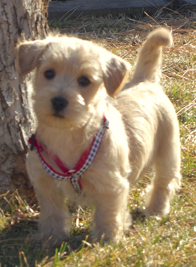 westiepoo breeders near me