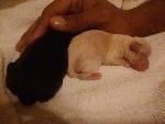 Two Puppies laying on a dog bed with a hand on them both