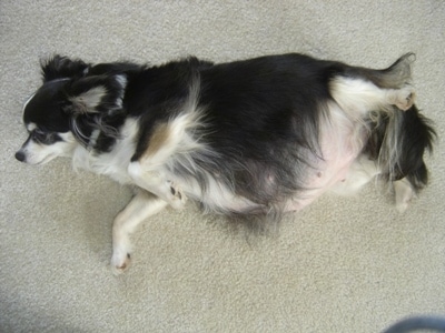 Velvet the long haired Chihuahua turning around on a carpet belly out to the side