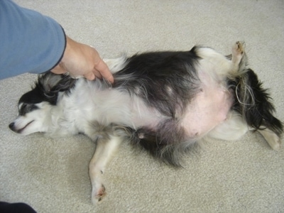 Velvet the long haired Chihuahua laying on its side and being pet by a person