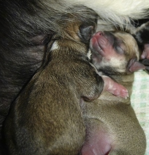 Close Up - Two cuddled puppies