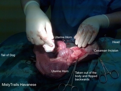 The inside of a dam after a c-section. with words overlayed that describe each part.
