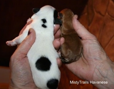 Back Side - A Person Holding 2 puppies. One Puppy is a Preemie and the other puppy is not.