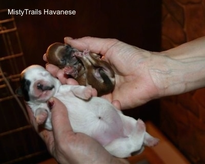 A Person Holding 2 puppies. One Puppy is a Preemie and the Other Puppy is not.