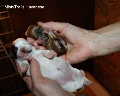 smallest puppy in the litter