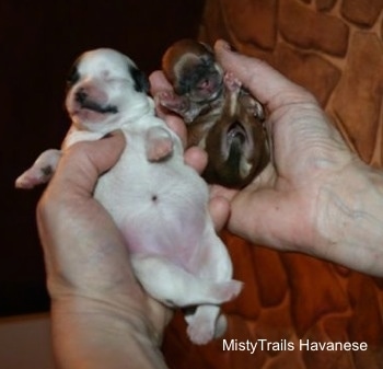 A Premature Puppy: Whelping and Raising 