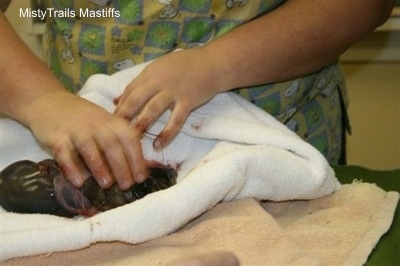 Puppy #2, Yellow Girl, is being cleaned in a towel