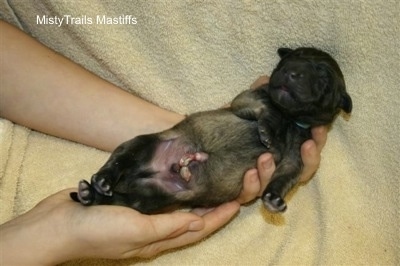 Puppy #5, Blue Boy, being held up in front of a towel