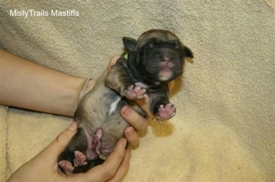 Puppy #5, Blue Boy, is being posed against the towel backdrop