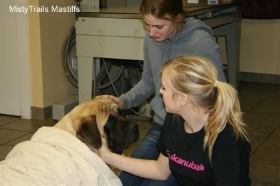 Sassy the Dam Mastiff being comforted 