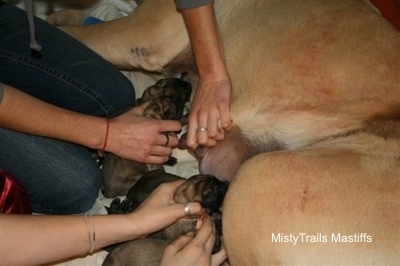 Puppies being placed near the teets to nurse for the first time