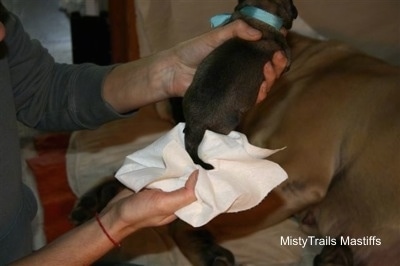 Putting a paper towel to a puppies back end