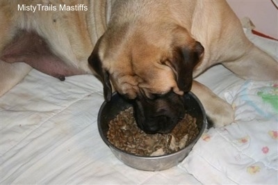 Sassy the Dam Mastiff eating dog food