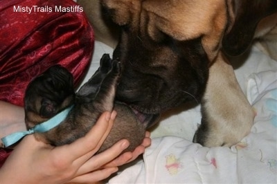 Close Up - Sassy the Dam Mastiff cleaning a puppy