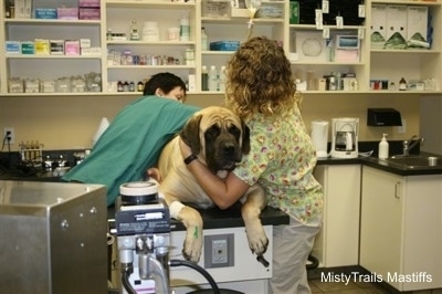 Mastiff continuing to be prepped for surgery