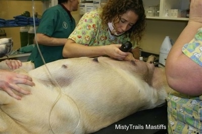Mastiffs Tummy being prepped for c-section