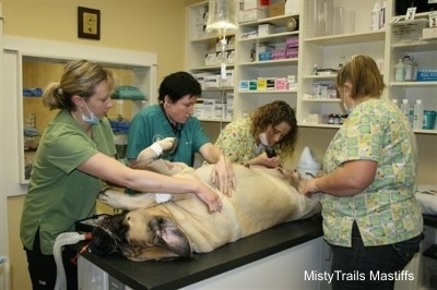 Mastiffs Tummy being prepped for c-section, while other vets hold it down