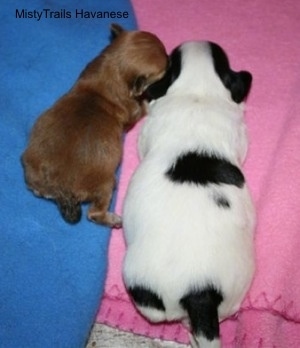 Preemie puppy laying next to a full size puppy