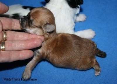 Close Up - Preemie puppy with a puppy behind it