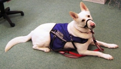 The right side of an American White Shepherd laying on a carpet wearing a gentle leader and a working vest. its head is slightly tilted to the left and it is looking forward.