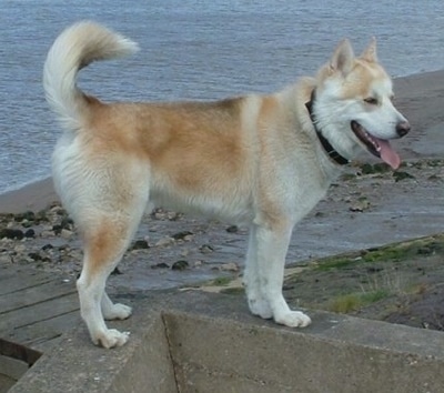 The right side of a tan with white and black Wolamute that is standing on a small brick wall in front of a body of water. The Wolamute is panting and its tail is up in a C shape over its back. It has small perk ears.