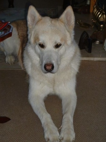 A tan with white Wolamute is laying on a carpeted surface and it is looking down. It has a large black nose that has pink in the center of it.