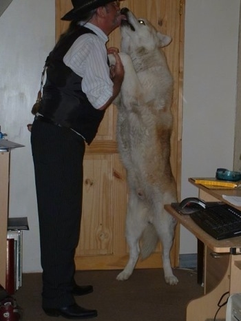 A tan with white Wolamute is standing on its hind legs and it is licking the face of a man that is wearing a black vest and hat.
