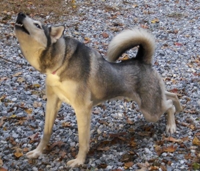 The front left side of a Wolf Hybrid that is standing across a rocky surface and it is barking. Its back end is lower than its front half with its head up in the air stretching. Its tail is up curled up over its back.