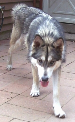 A black with white and tan Wolf Hybrid is standing on a brick porch and its head is down. Its mouth is open and its tongue is hanging out.