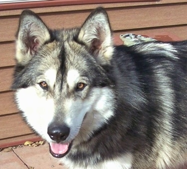 timber wolf hybrid