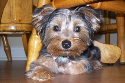 yorkie Breed