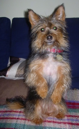 A small, long coated, soft looking, black with brown Yorwich puppy is sitting up on its hind legs, with its front paws in the air. It is on top of a couch and it is looking forward. It has white on its belly and it is wearing a red collar. Its nose is black and it has wide round eyes and large perk ears.