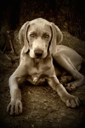 A black and white photo of a Weimaraner puppy that is laying in dirt. Its ears are hanging down to the sides. Its short hair looks soft.