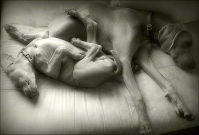 A black and white photo of two Weimaraner dogs laying next to each other on a bed. The smaller dog is belly up.