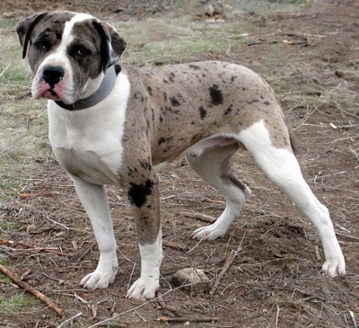 The left side of a brindle and white Alapaha Blue Blood Bulldog that is standing across a dirt patch