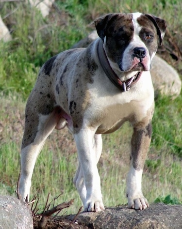The front right side of a white with brown Alapaha Blue Blood Bulldog that is standing on a rock