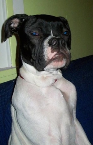 Close up - A white with black Alapaha Blue Blood Bulldog is sitting on a blue couch in front of a window