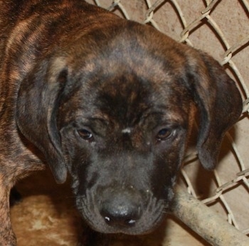 The front right side of a brindle Ambullneo Mastiff Puppy is standing against a chainlink fence and it is looking forward.