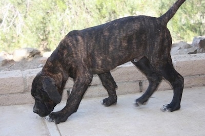 The left side of a brindle Ambullneo Mastiff puppy smelling that is smeeling the ground on a stone porch.