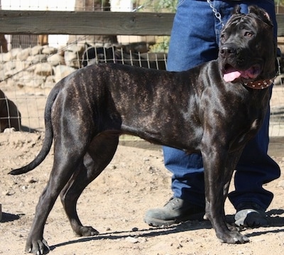The right side of a black Ambullneo Mastiff that is standing across a beach and it is looking to the left.