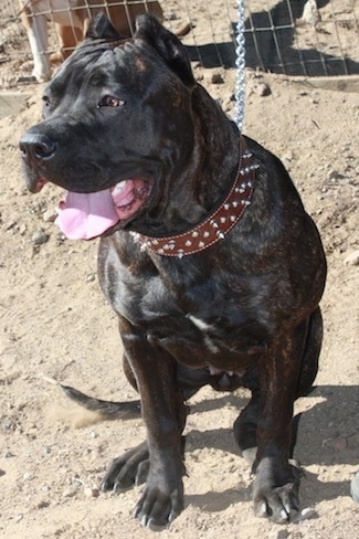 A black with white Ambullneo Mastiff is sitting outside at a beach and it is looking to the left.