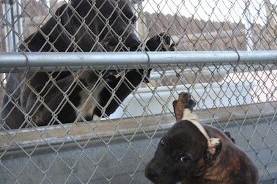 An adult Ambullneo Mastiff is jumping up at a fence and an Ambullneo Mastiff puppy is looking away from it.
