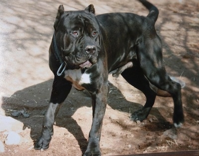 The front left side of a black with white Ambullneo Mastiff that is playing around outside and it is looking forward.