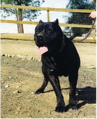 A black Ambullneo Mastiff standing outside on a dirt hill. There is a person standing to the right of it with the dogs leash.