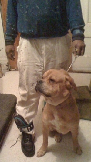 A tan with white American Bandogge Mastiff is sitting in front of a person and it is looking to the left.