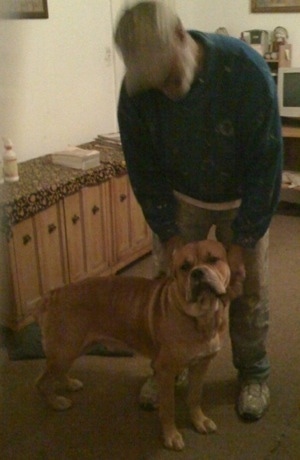 The right side of a tan with white American Bandogge Mastiff is standing in front of a person and it is looking forward.