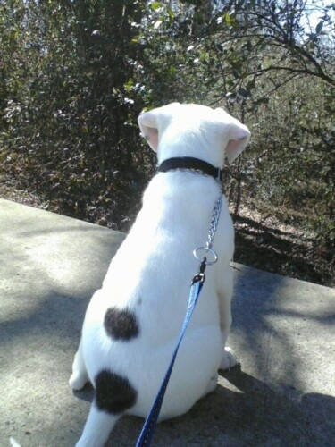 The back of a white with black American Bull-Aussie puppy that is sitting on a sidewalk and it is looking at trees.