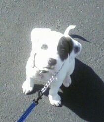 Topdown view of a white with black American Bull-Aussie puppy that is sitting in sand and it is looking up.