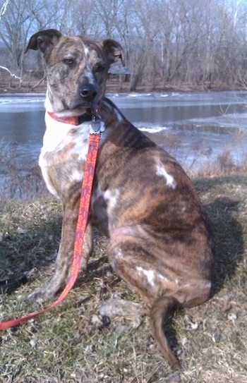 The back right side of a brindle with white American Bull-Aussie that is sitting across grass, next to a body of water and it is looking to the right.